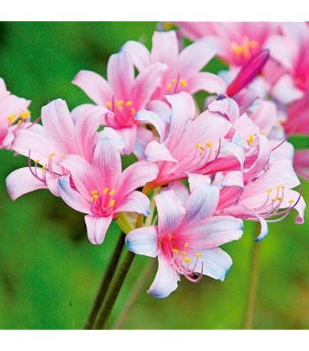 Amazon.co.jp: アマリリス 球根のみ 八重咲 エルバス 1球 / 国華園 24